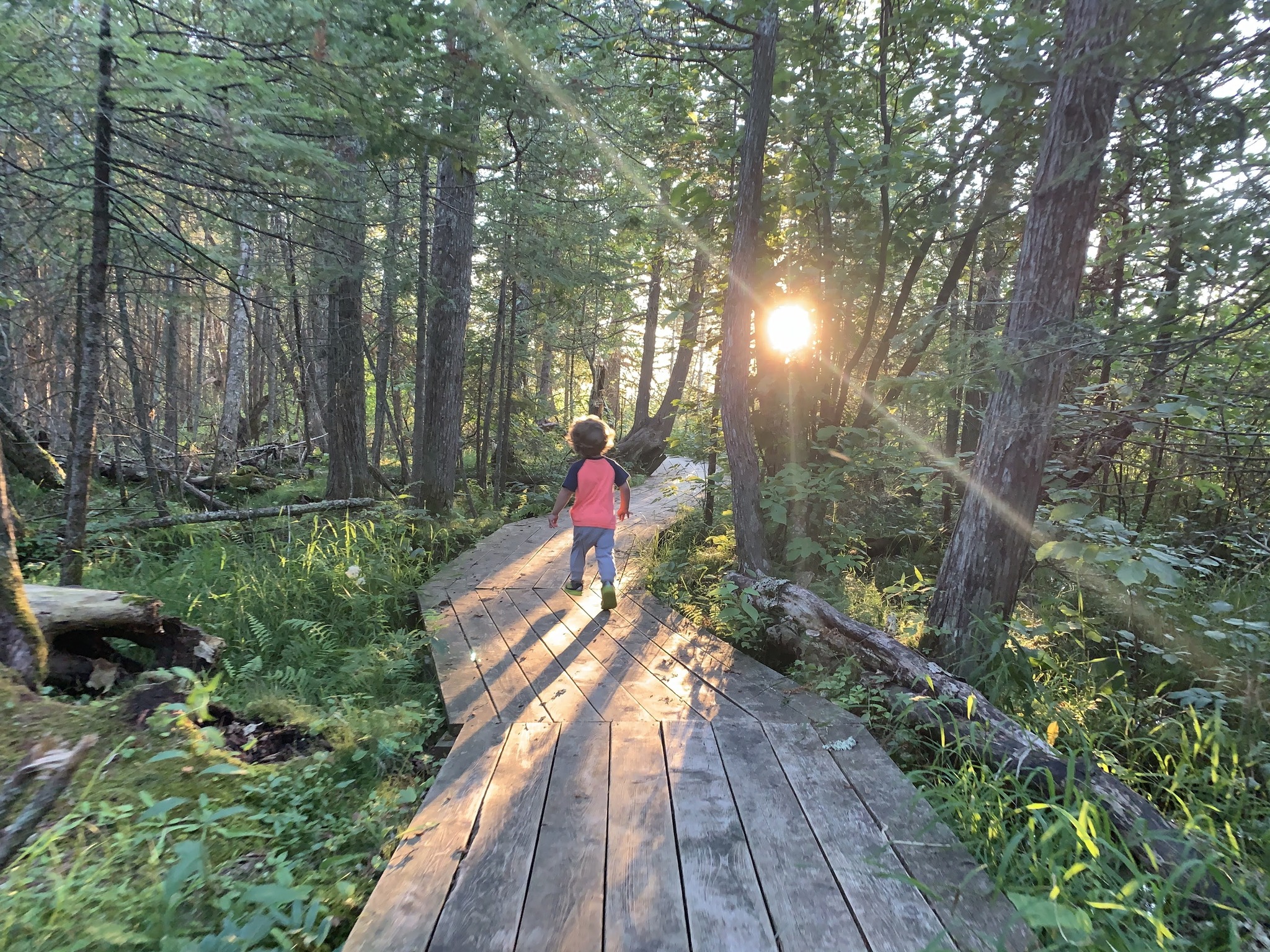 A small child walks along a wooden boardwalk through a sunlit forest surrounded by tall trees and green vegetation