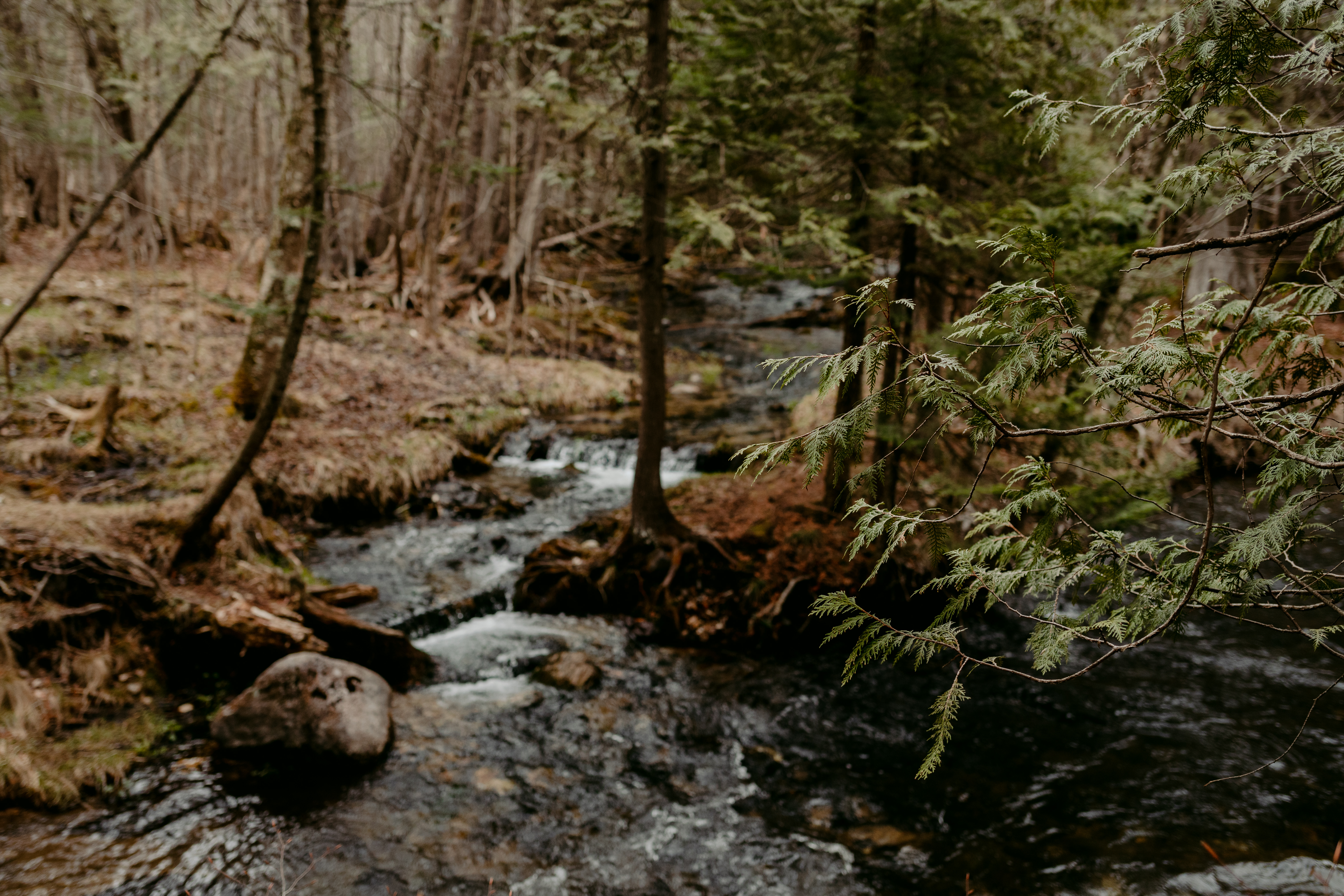 A forest stream flows through a wooded area with rocks and tree roots along the banks, surrounded by evergreen trees and branches in the foreground