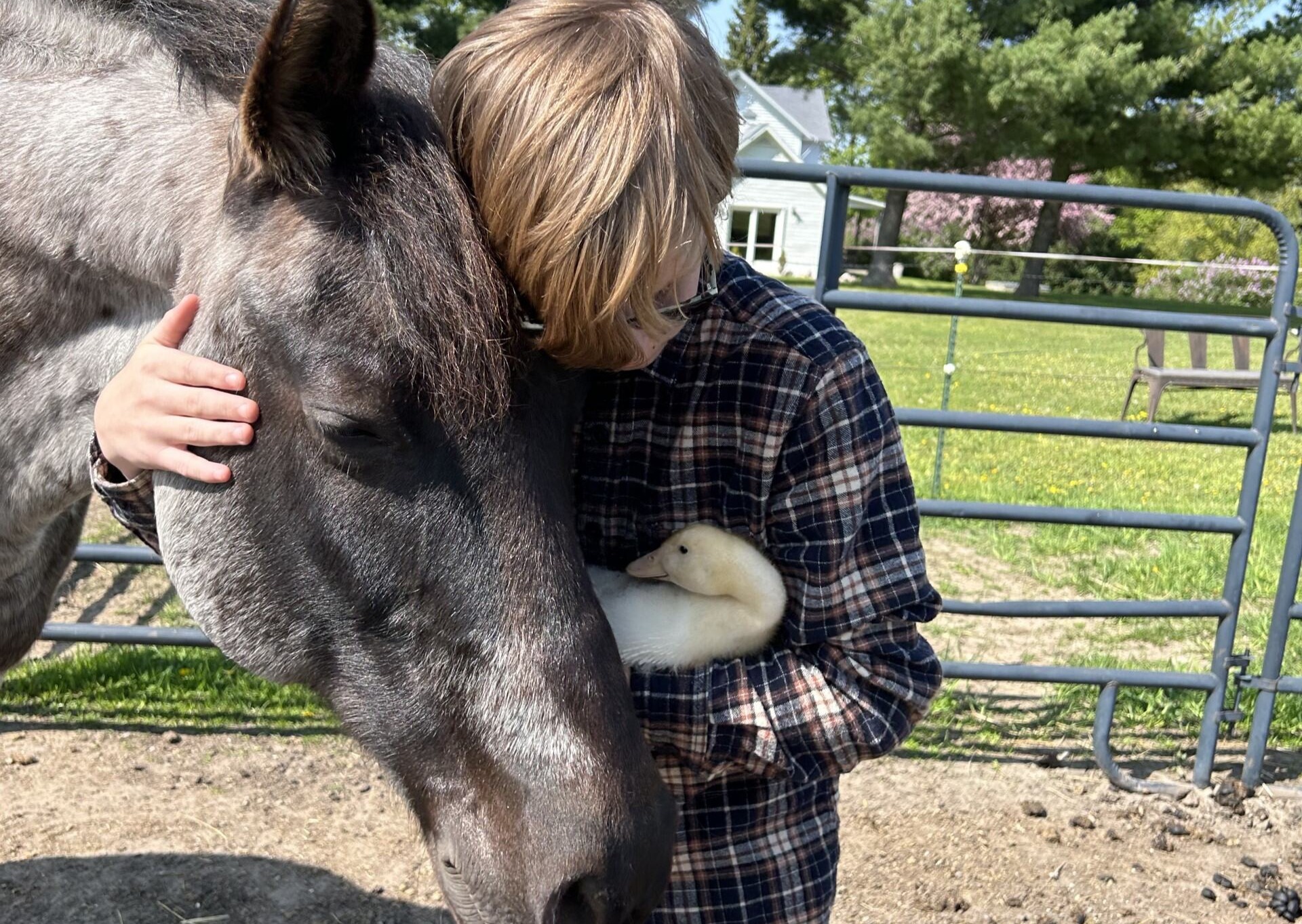 A child with blonde hair in a plaid shirt holds a duckling and gently touches a gray horse’s face near a metal fence outdoors.