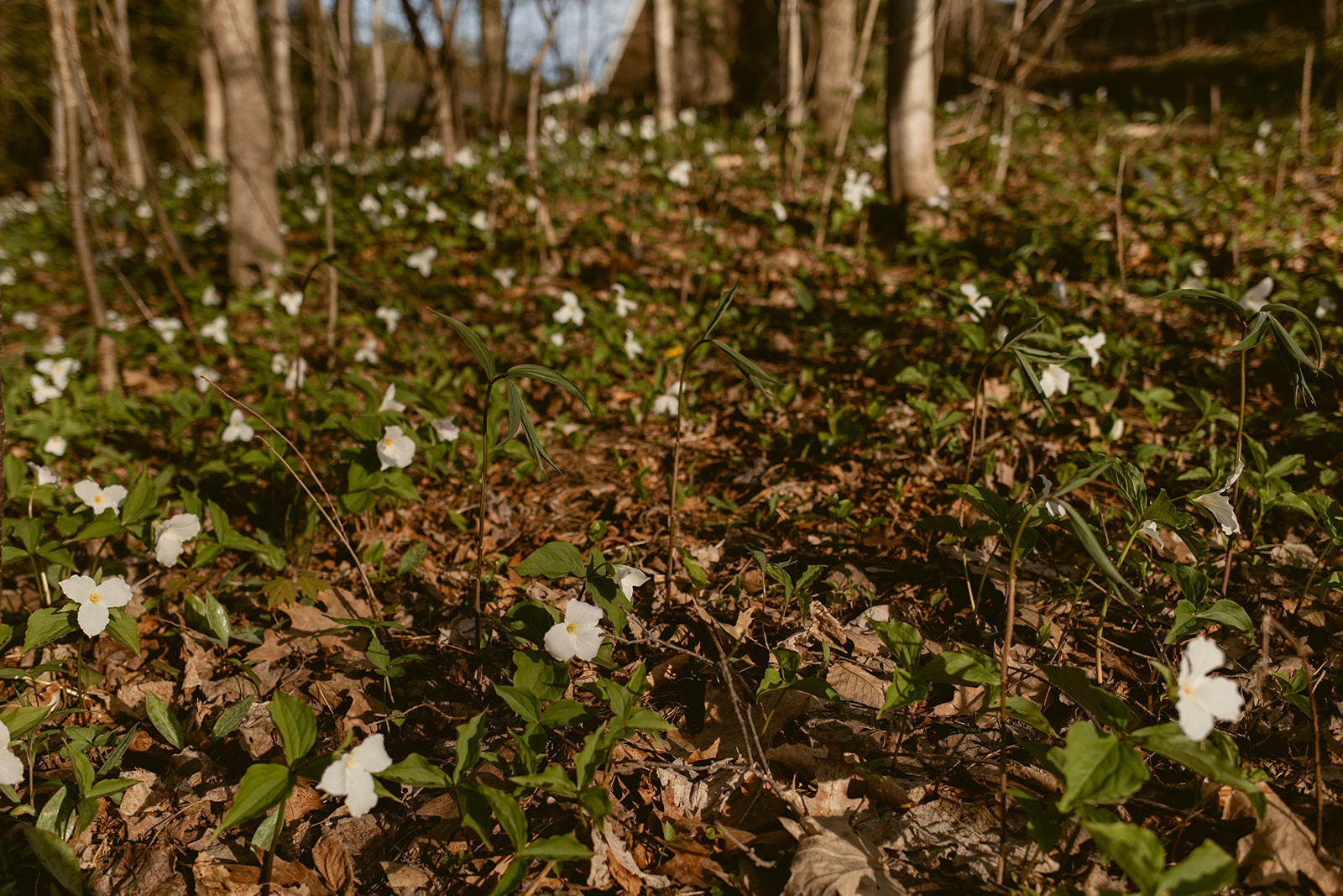 A field of trilliums in a wooded area at Twin Lakes Park in Grand Traverse County